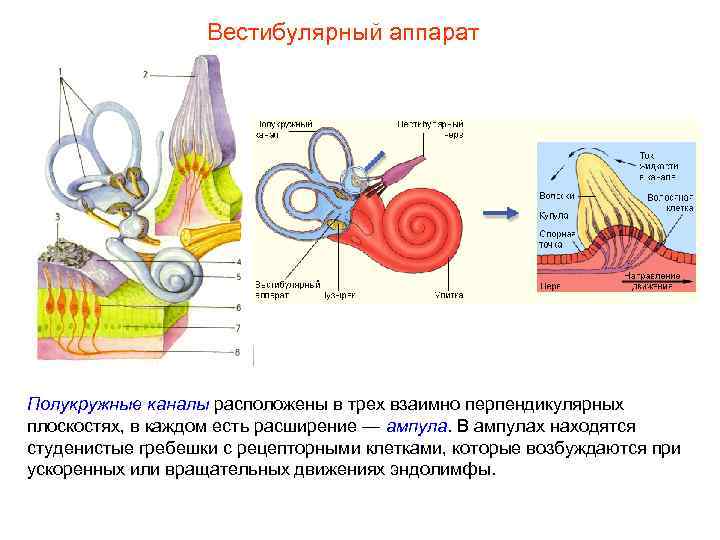 Вестибулярный аппарат Полукружные каналы расположены в трех взаимно перпендикулярных плоскостях, в каждом есть расширение