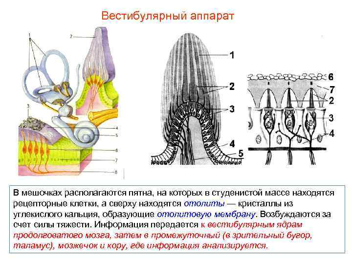 Вестибулярный аппарат В мешочках располагаются пятна, на которых в студенистой массе находятся рецепторные клетки,