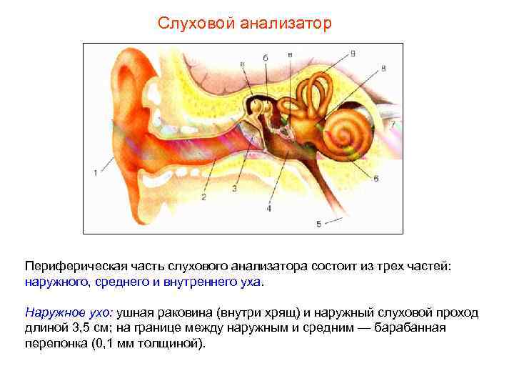 Слуховой анализатор Периферическая часть слухового анализатора состоит из трех частей: наружного, среднего и внутреннего