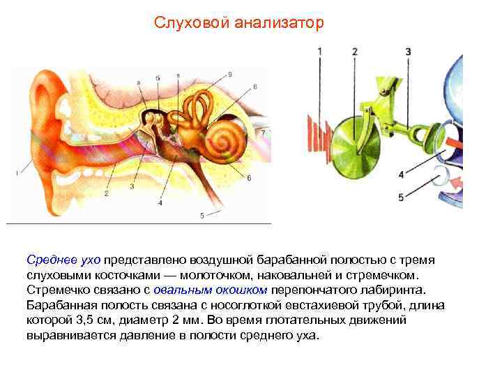 Слуховой анализатор Среднее ухо представлено воздушной барабанной полостью с тремя слуховыми косточками — молоточком,