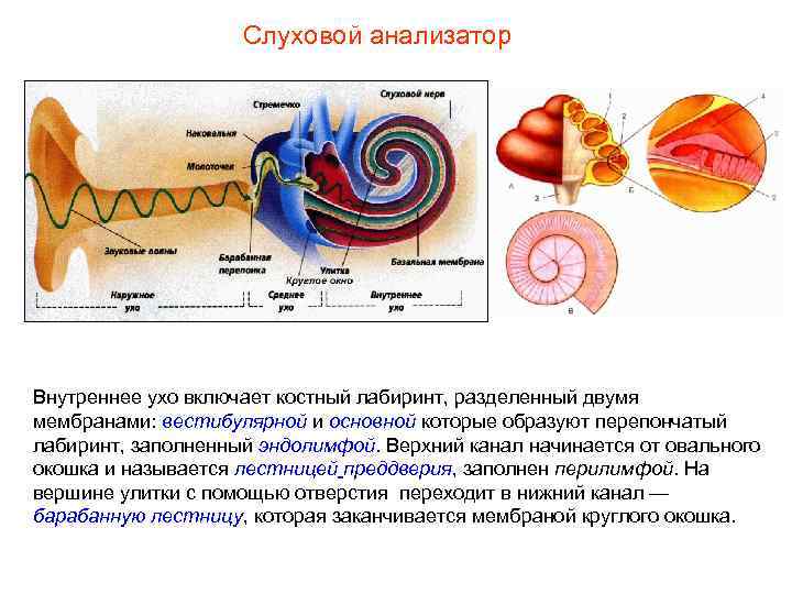 Слуховой анализатор Внутреннее ухо включает костный лабиринт, разделенный двумя мембранами: вестибулярной и основной которые