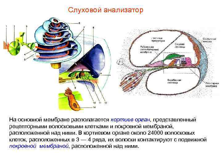 Слуховой анализатор На основной мембране располагается кортиев орган, представленный рецепторными волосковыми клетками и покровной