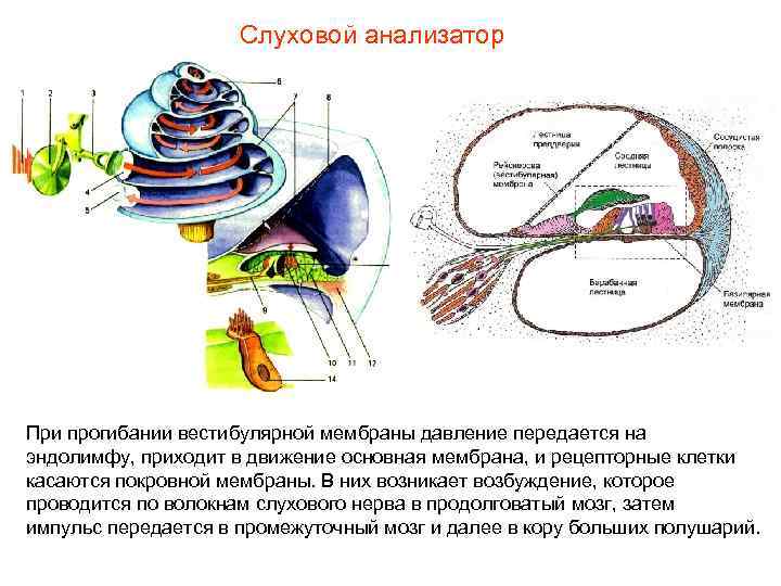 Слуховой анализатор При прогибании вестибулярной мембраны давление передается на эндолимфу, приходит в движение основная