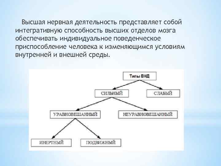 Высшая нервная деятельность представляет собой интегративную способность высших отделов мозга обеспечивать индивидуальное поведенческое приспособление