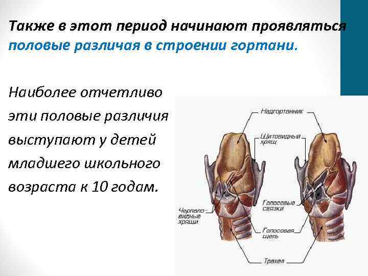 Также в этот период начинают проявляться половые различая в строении гортани. Наиболее отчетливо эти