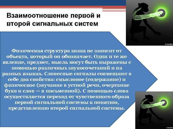 Взаимоотношение первой и второй сигнальных систем Физическая структура знака не зависит от объекта, который