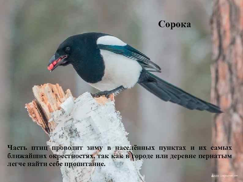 Сорока Часть птиц проводит зиму в населённых пунктах и их самых ближайших окрестностях, так