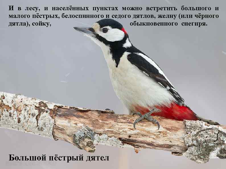 И в лесу, и населённых пунктах можно встретить большого и малого пёстрых, белоспинного и