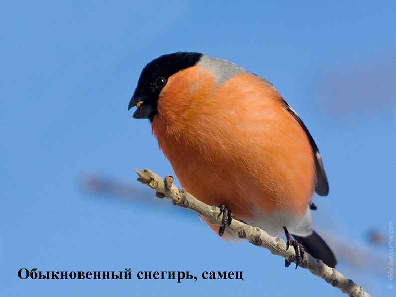 Обыкновенный снегирь, самец 