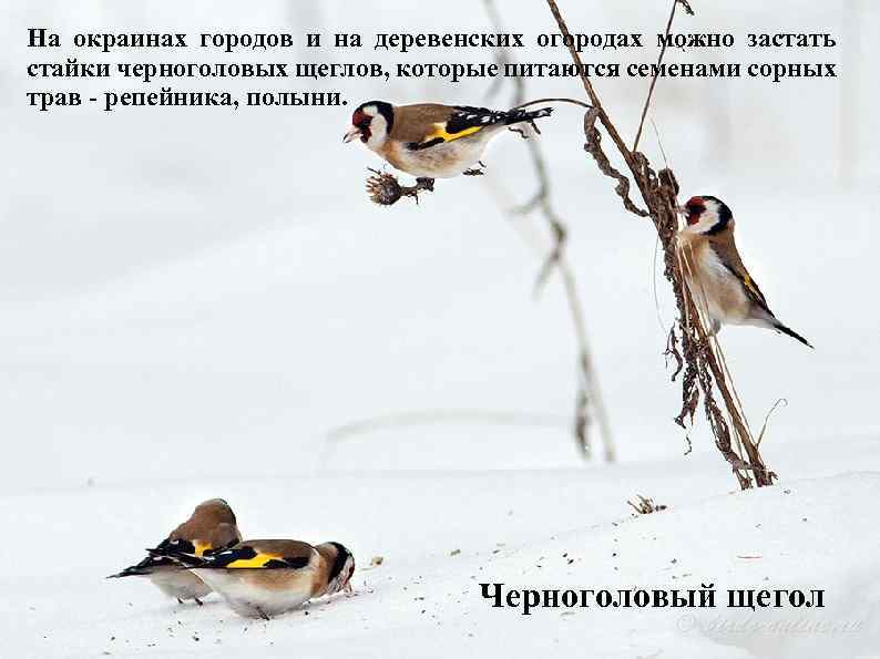 На окраинах городов и на деревенских огородах можно застать стайки черноголовых щеглов, которые питаются