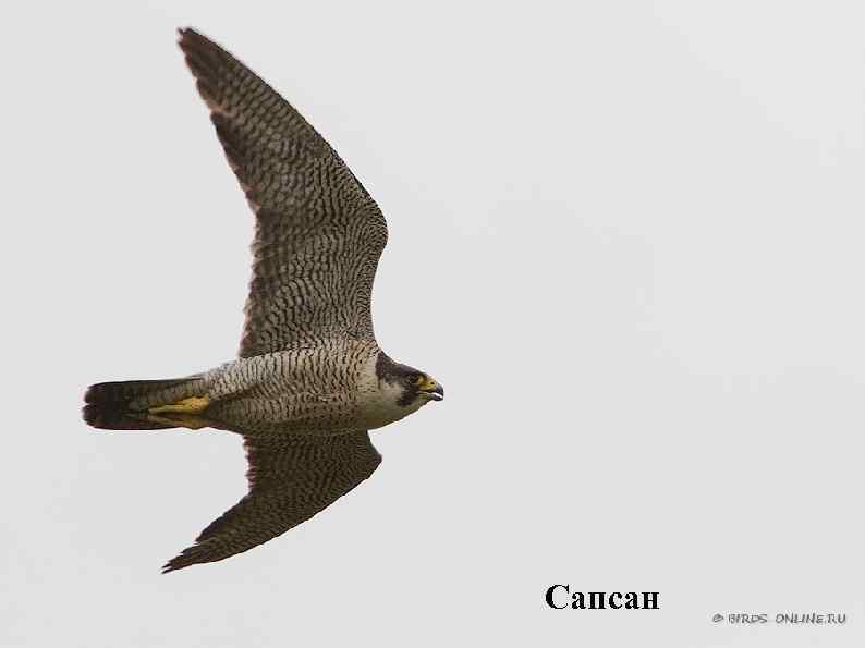 Сапсан 