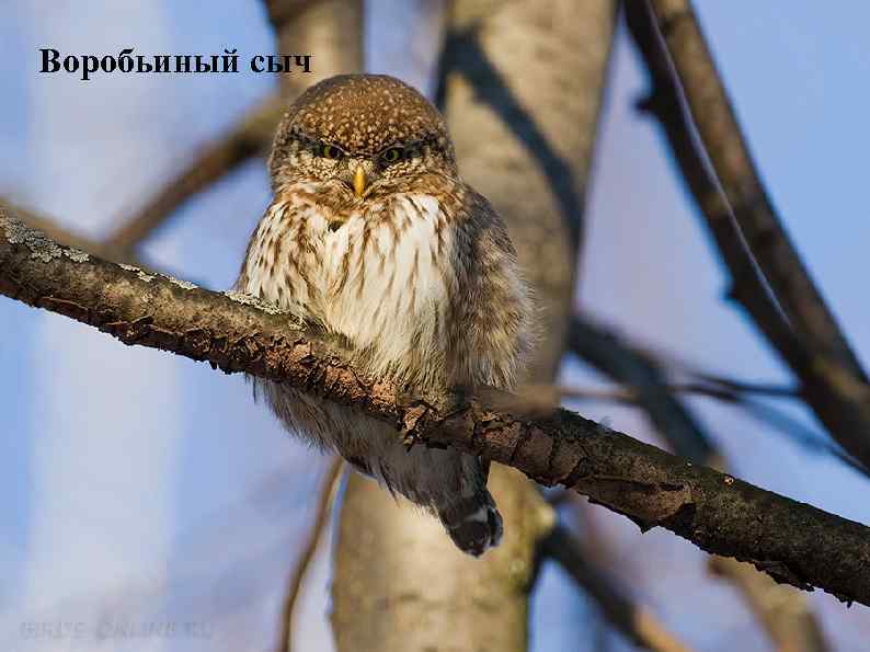 Воробьиный сыч 