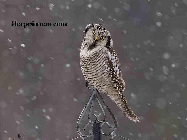 Ястребиная сова 