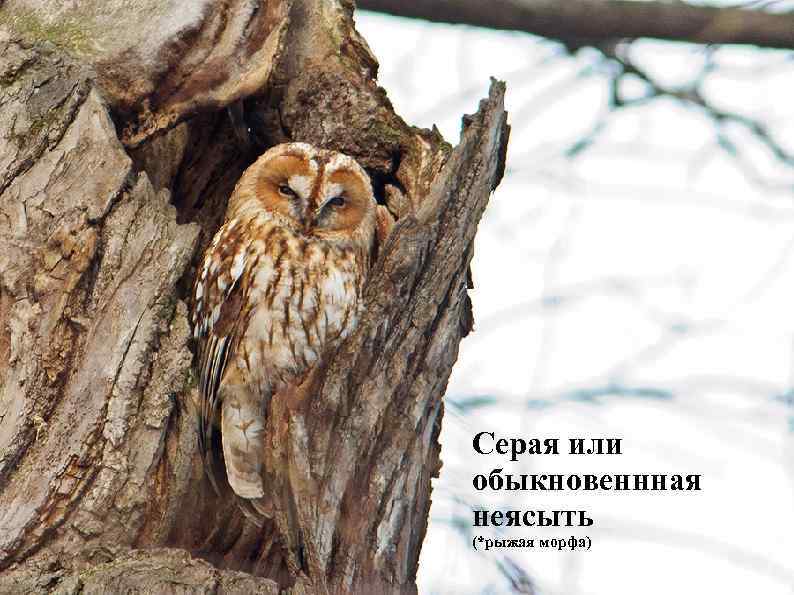 Серая или обыкновеннная неясыть (*рыжая морфа) 