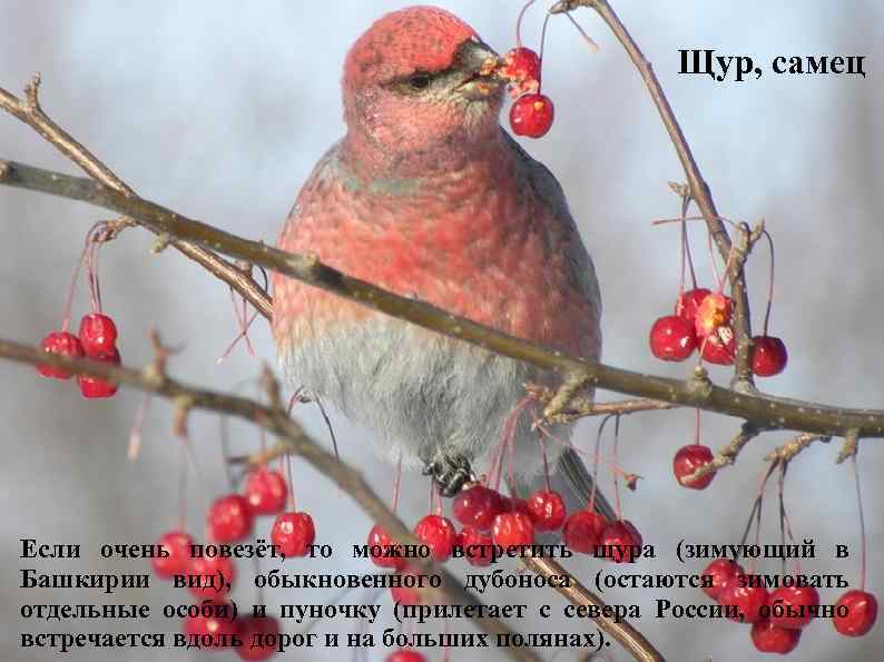 Щур, самец Если очень повезёт, то можно встретить щура (зимующий в Башкирии вид), обыкновенного