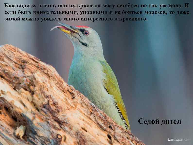Как видите, птиц в наших краях на зиму остаётся не так уж мало. И