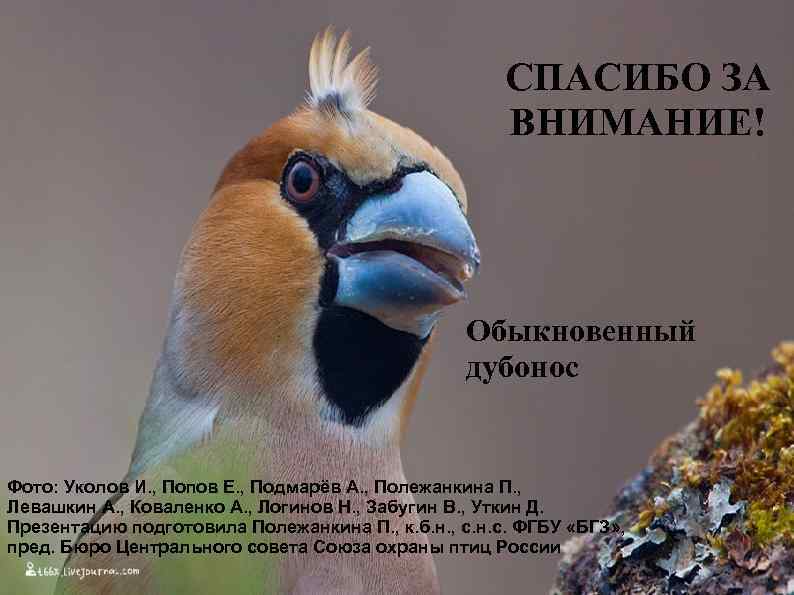 СПАСИБО ЗА ВНИМАНИЕ! Обыкновенный дубонос Фото: Уколов И. , Попов Е. , Подмарёв А.