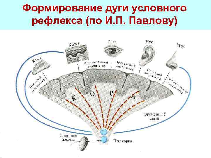 Формирования связи