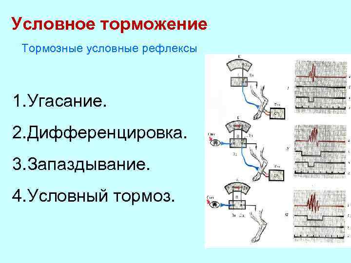 Схема сеченовского торможения