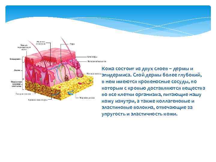 Кожа состоит из двух слоев – дермы и эпидермиса. Слой дермы более глубокий, в