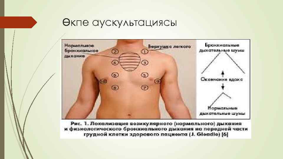 Өкпе аускультациясы 
