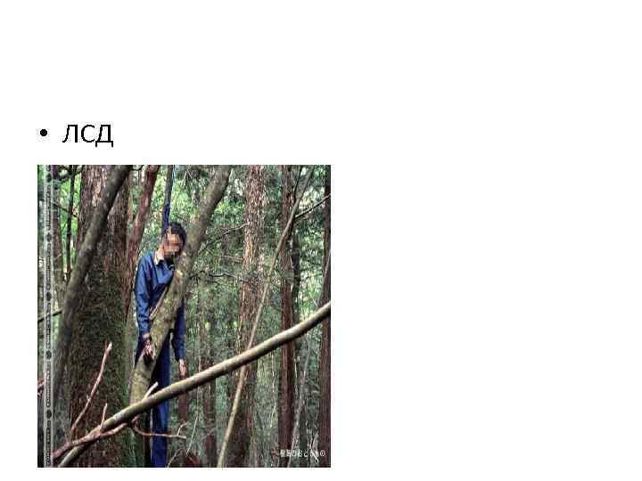  • ЛСД 