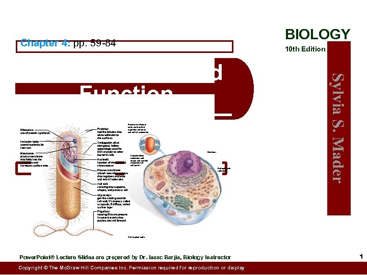 BIOLOGY Chapter 4: pp. 59 -84 10 th Edition Ribosome: site of protein synthesis
