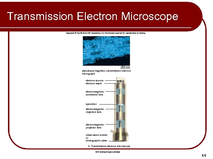 Transmission Electron Microscope Copyright © The Mc. Graw-Hill Companies, Inc. Permission required for reproduction