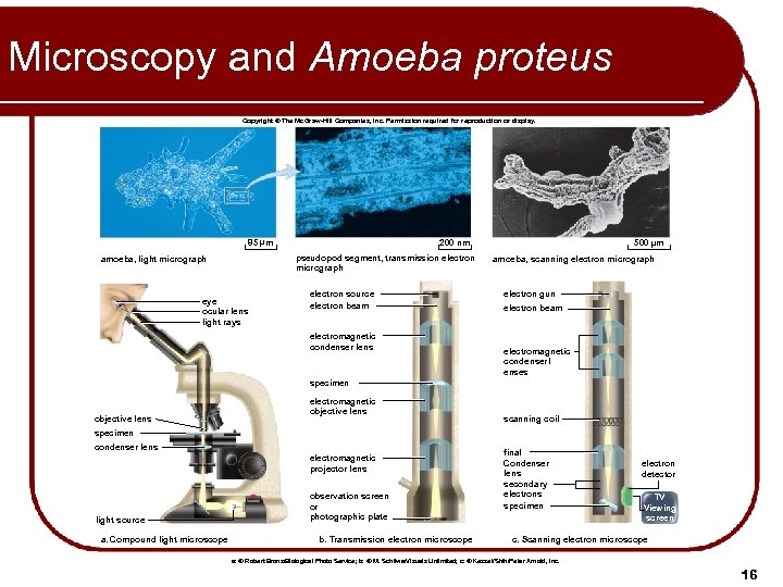 Microscopy and Amoeba proteus Copyright © The Mc. Graw-Hill Companies, Inc. Permission required for