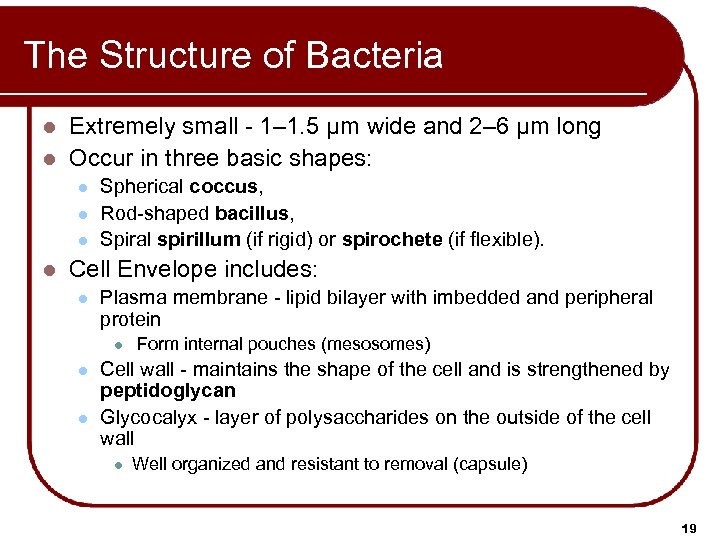 The Structure of Bacteria Extremely small - 1– 1. 5 μm wide and 2–