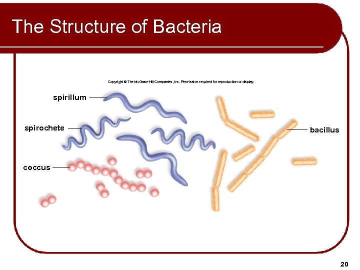 The Structure of Bacteria Copyright © The Mc. Graw-Hill Companies, Inc. Permission required for