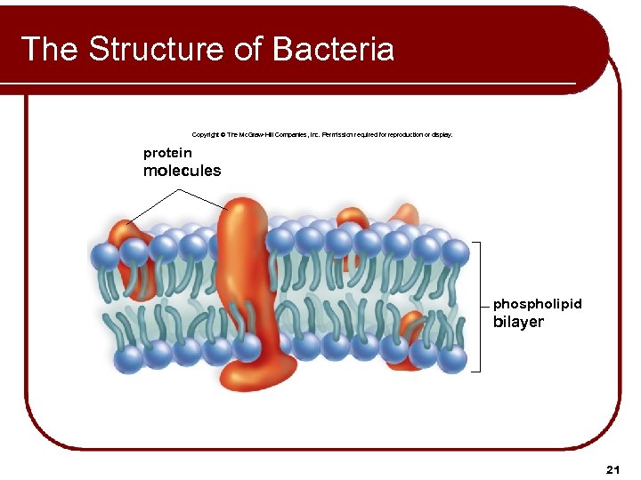 The Structure of Bacteria Copyright © The Mc. Graw-Hill Companies, Inc. Permission required for
