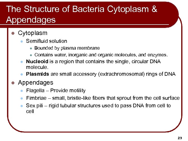 The Structure of Bacteria Cytoplasm & Appendages l Cytoplasm l Semifluid solution l l
