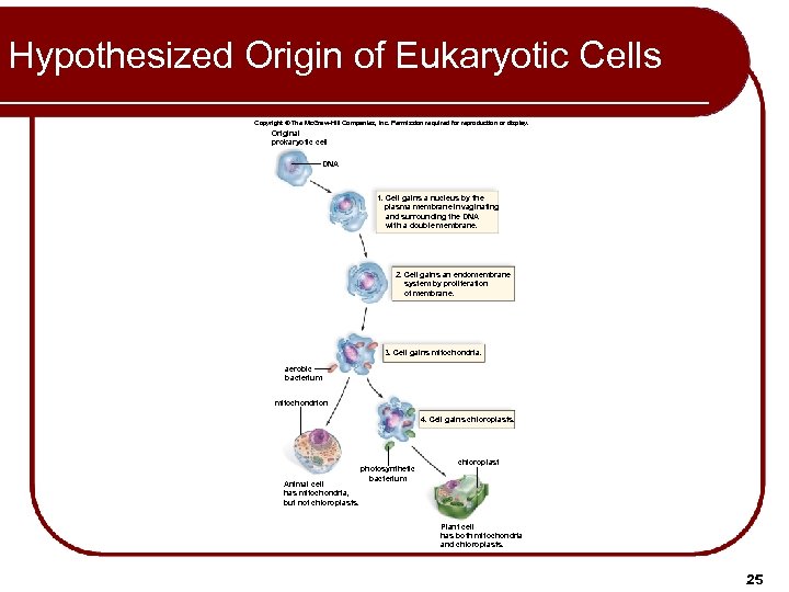 Hypothesized Origin of Eukaryotic Cells Copyright © The Mc. Graw-Hill Companies, Inc. Permission required