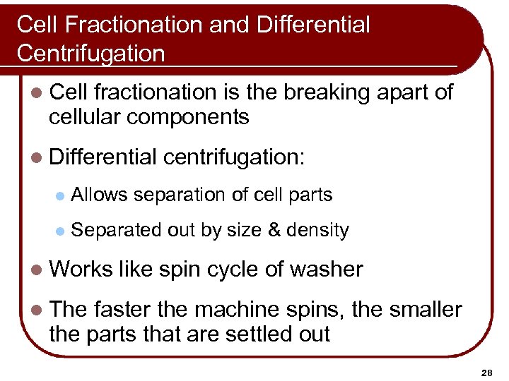 Cell Fractionation and Differential Centrifugation l Cell fractionation is the breaking apart of cellular