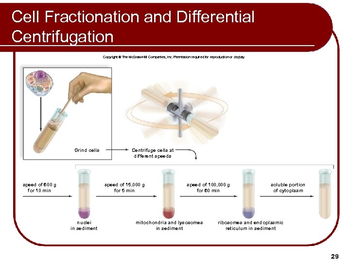 Cell Fractionation and Differential Centrifugation Copyright © The Mc. Graw-Hill Companies, Inc. Permission required