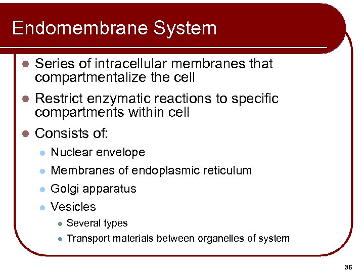 Endomembrane System Series of intracellular membranes that compartmentalize the cell l Restrict enzymatic reactions