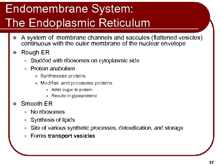 Endomembrane System: The Endoplasmic Reticulum A system of membrane channels and saccules (flattened vesicles)
