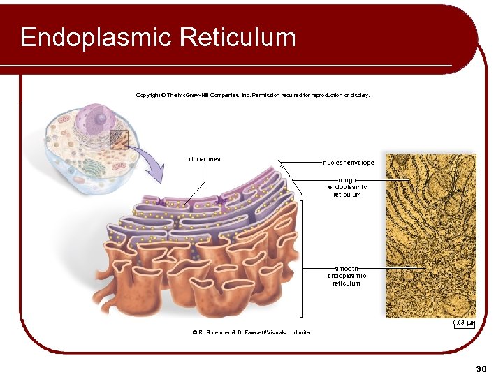 Endoplasmic Reticulum Copyright © The Mc. Graw-Hill Companies, Inc. Permission required for reproduction or