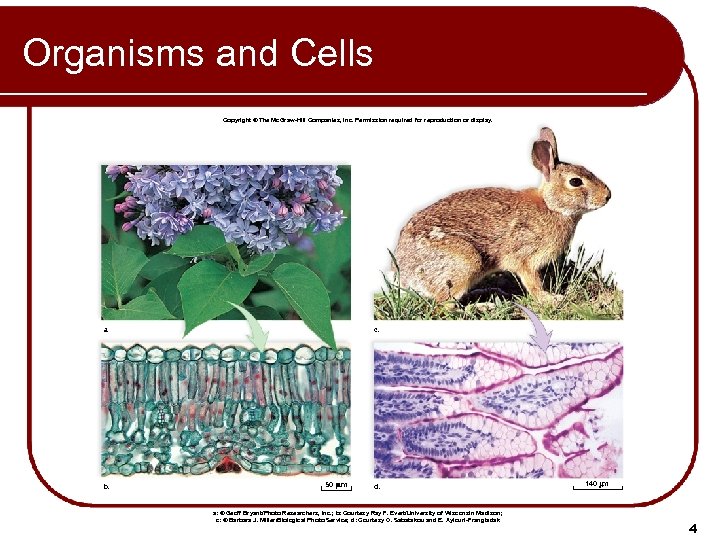 Organisms and Cells Copyright © The Mc. Graw-Hill Companies, Inc. Permission required for reproduction