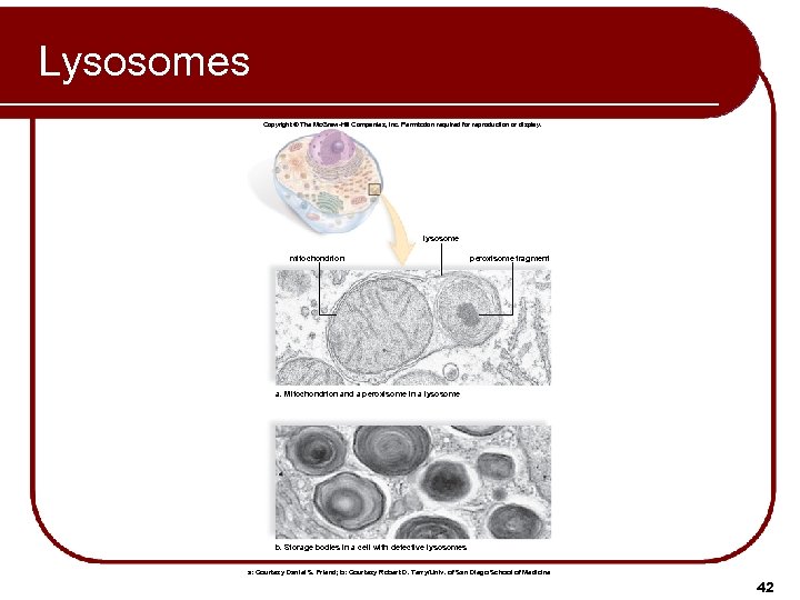 Lysosomes Copyright © The Mc. Graw-Hill Companies, Inc. Permission required for reproduction or display.