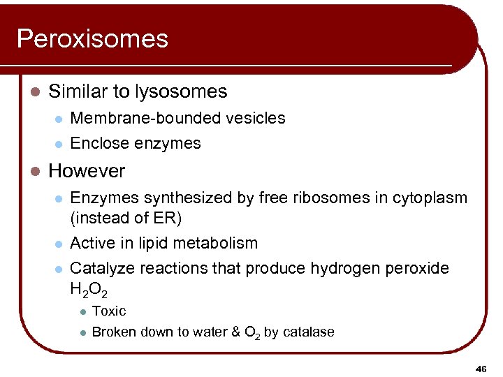Peroxisomes l Similar to lysosomes l l l Membrane-bounded vesicles Enclose enzymes However l