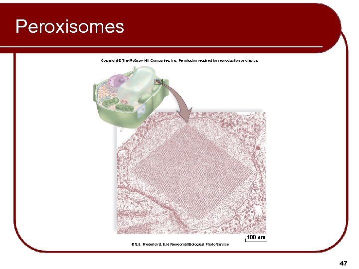 Peroxisomes Copyright © The Mc. Graw-Hill Companies, Inc. Permission required for reproduction or display.