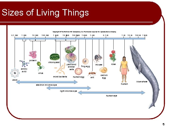 Sizes of Living Things Copyright © The Mc. Graw-Hill Companies, Inc. Permission required for