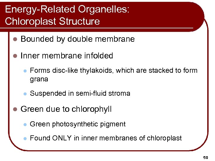 Energy-Related Organelles: Chloroplast Structure l Bounded by double membrane l Inner membrane infolded l