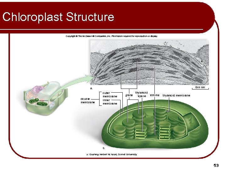 Chloroplast Structure Copyright © The Mc. Graw-Hill Companies, Inc. Permission required for reproduction or