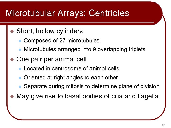 Microtubular Arrays: Centrioles l Short, hollow cylinders l l l Composed of 27 microtubules