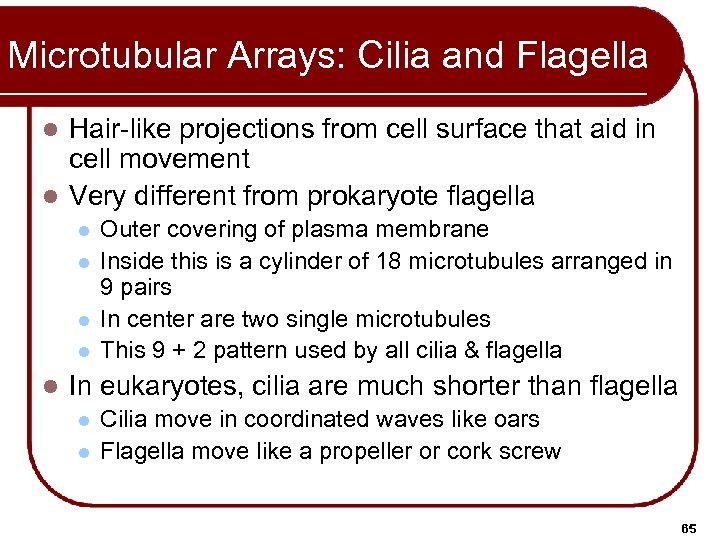 Microtubular Arrays: Cilia and Flagella Hair-like projections from cell surface that aid in cell