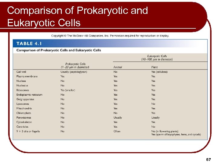 Comparison of Prokaryotic and Eukaryotic Cells 67 