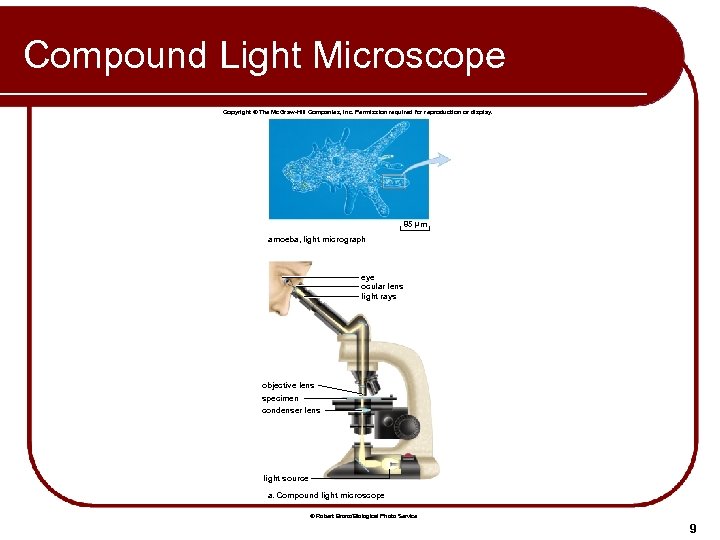 Compound Light Microscope Copyright © The Mc. Graw-Hill Companies, Inc. Permission required for reproduction